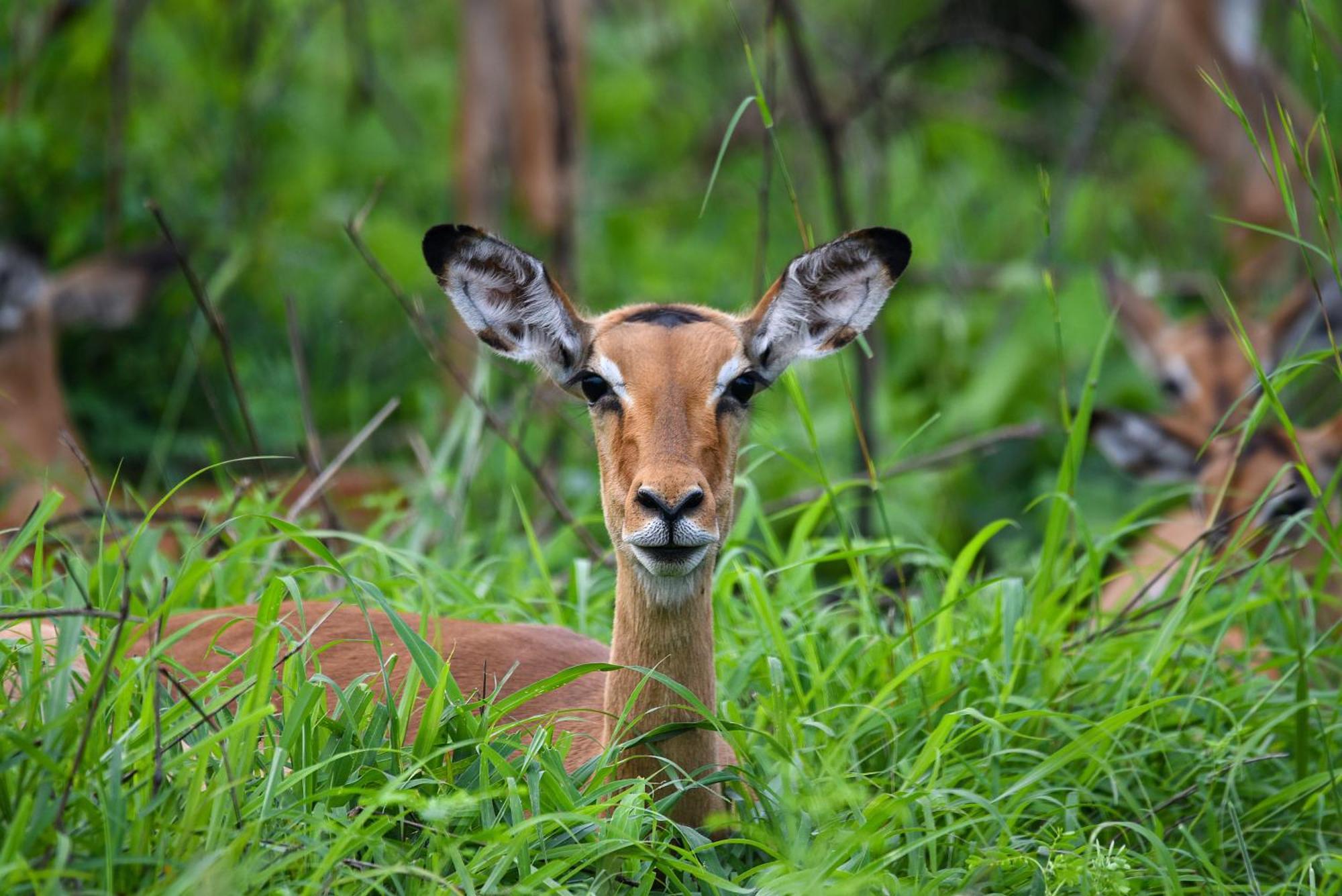 Vaaldam Mziki Safari Lodge מראה חיצוני תמונה